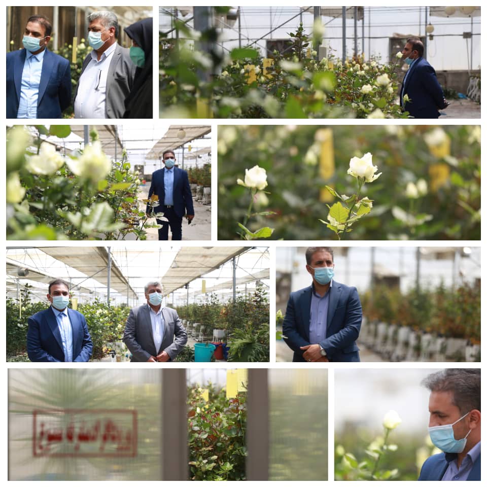 گزارش تصویری بازدید رییس سازمان نظام مهندسی کشاورزی فارس از مجموعه ۶ هزار متری گل رز روستای شاه شهیدان کوار