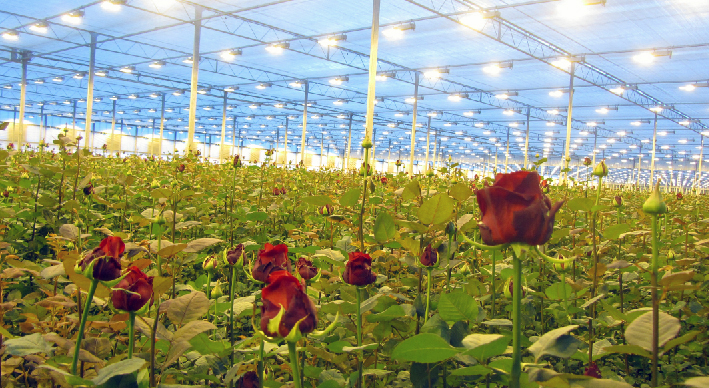 دوره آموزشی تولید اقتصادی گل رز در گلخانه